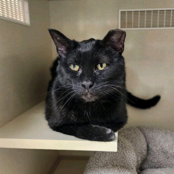 Rain, an adoptable Domestic Short Hair in Indianapolis, IN image 1/6