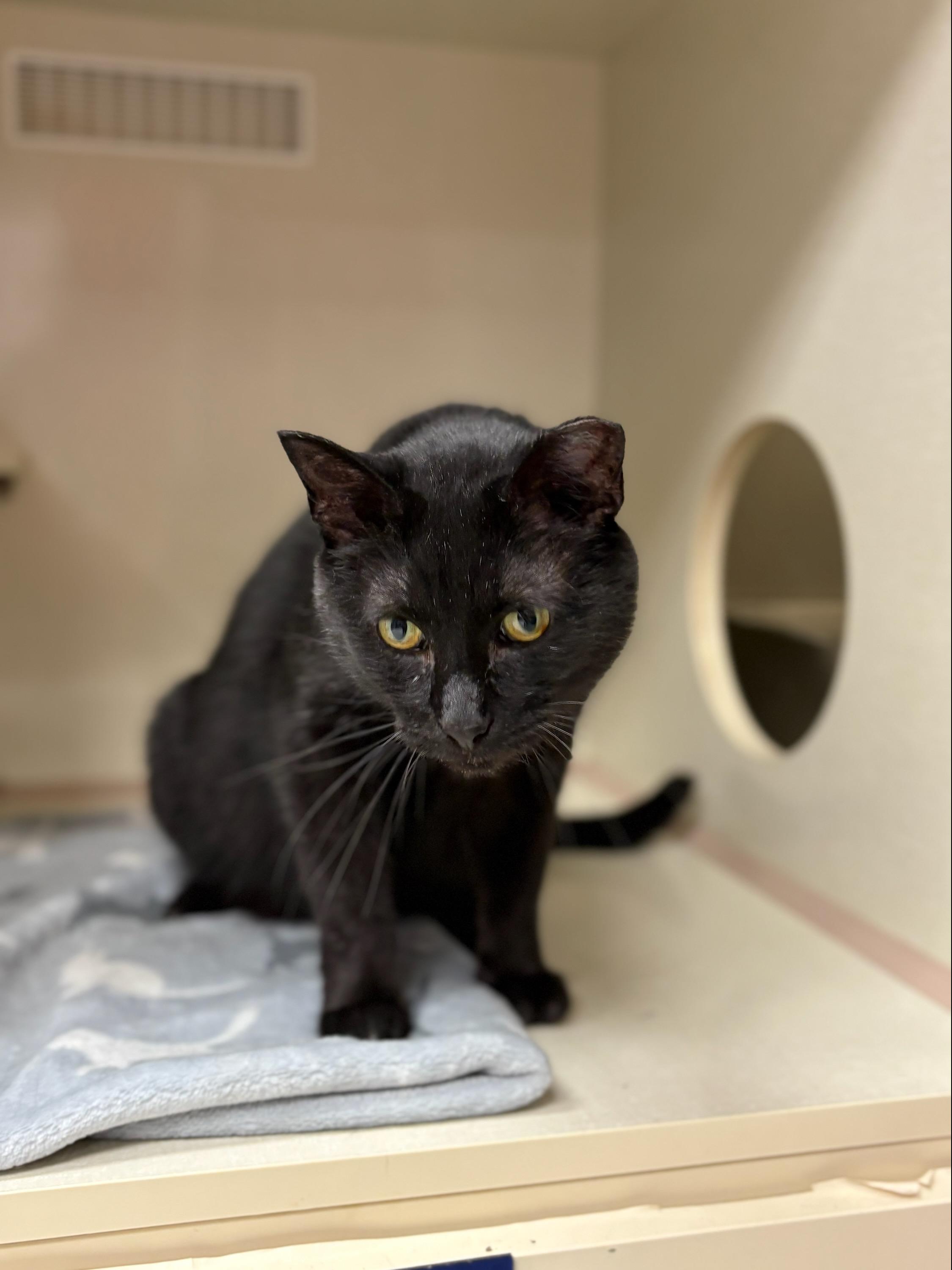 Enlarge Rain, an adoptable Domestic Short Hair in Indianapolis, IN image 5/5