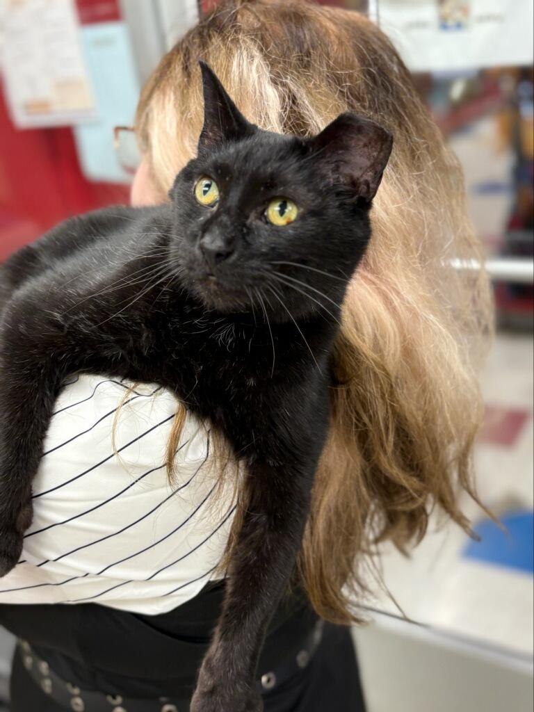 Rain, adoptable, Adult Male Domestic Short Hair.