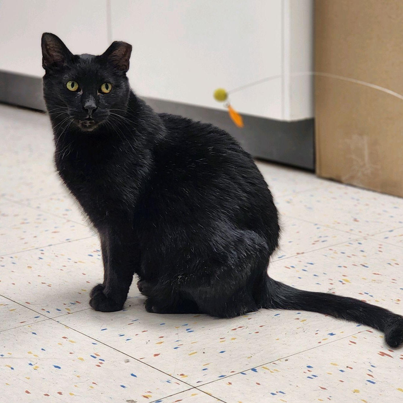 Rain, an adoptable Domestic Short Hair in Indianapolis, IN image 2/6