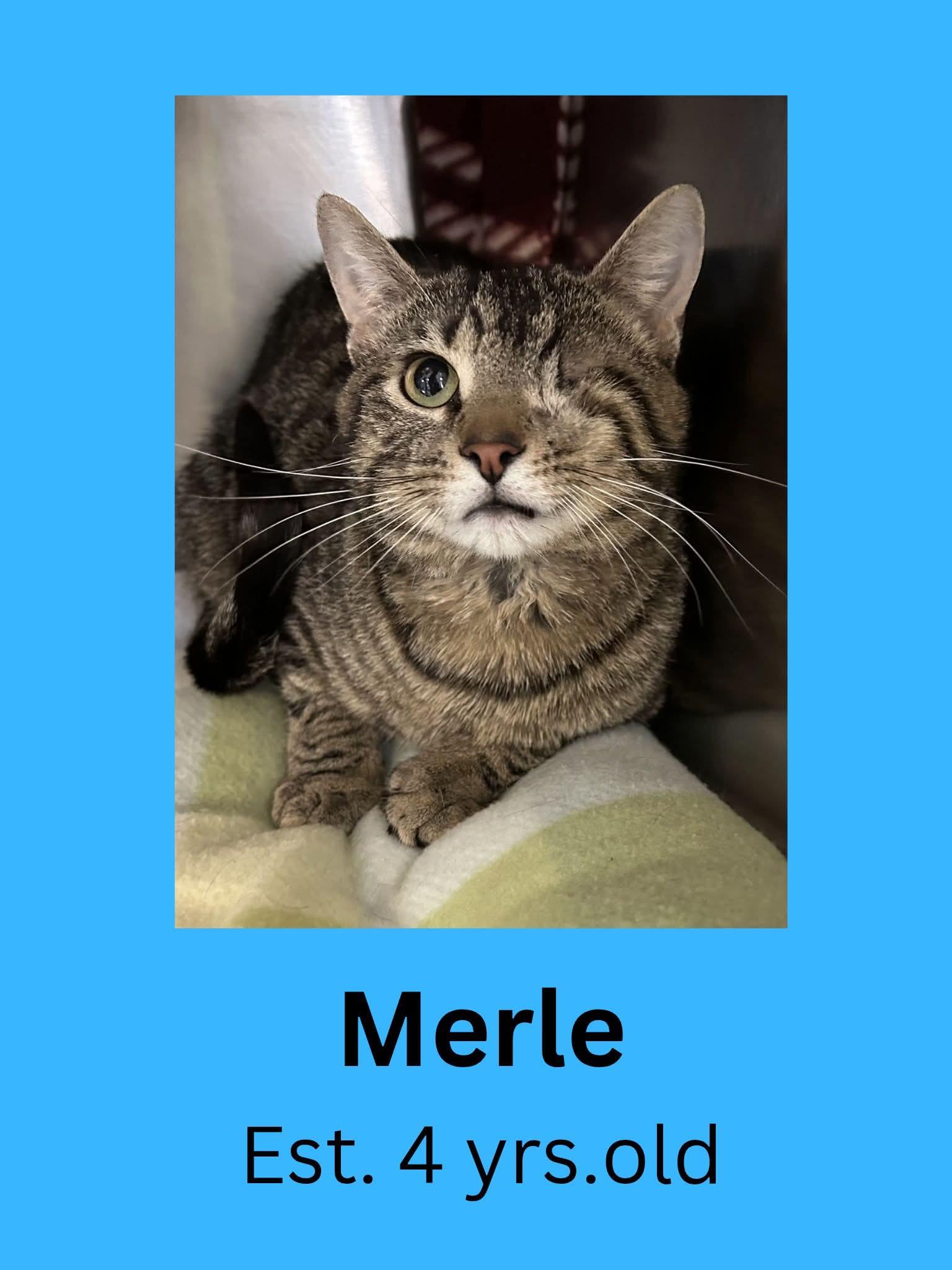Merle, adopted, Adult Male Domestic Short Hair.
