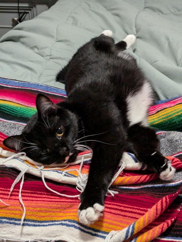 Dabi, Adoptable, Young Male Tuxedo & Domestic Short Hair.