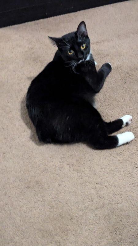 Dabi, a Adoptable mixed breed in Ball Ground, GA image 2/3