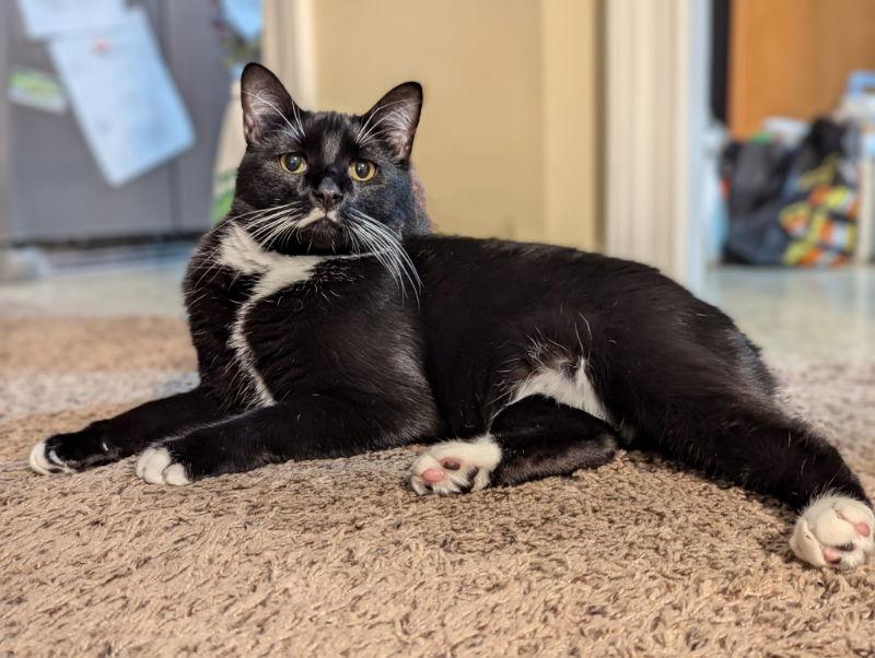 Dabi, a Adoptable mixed breed in Ball Ground, GA image 3/3