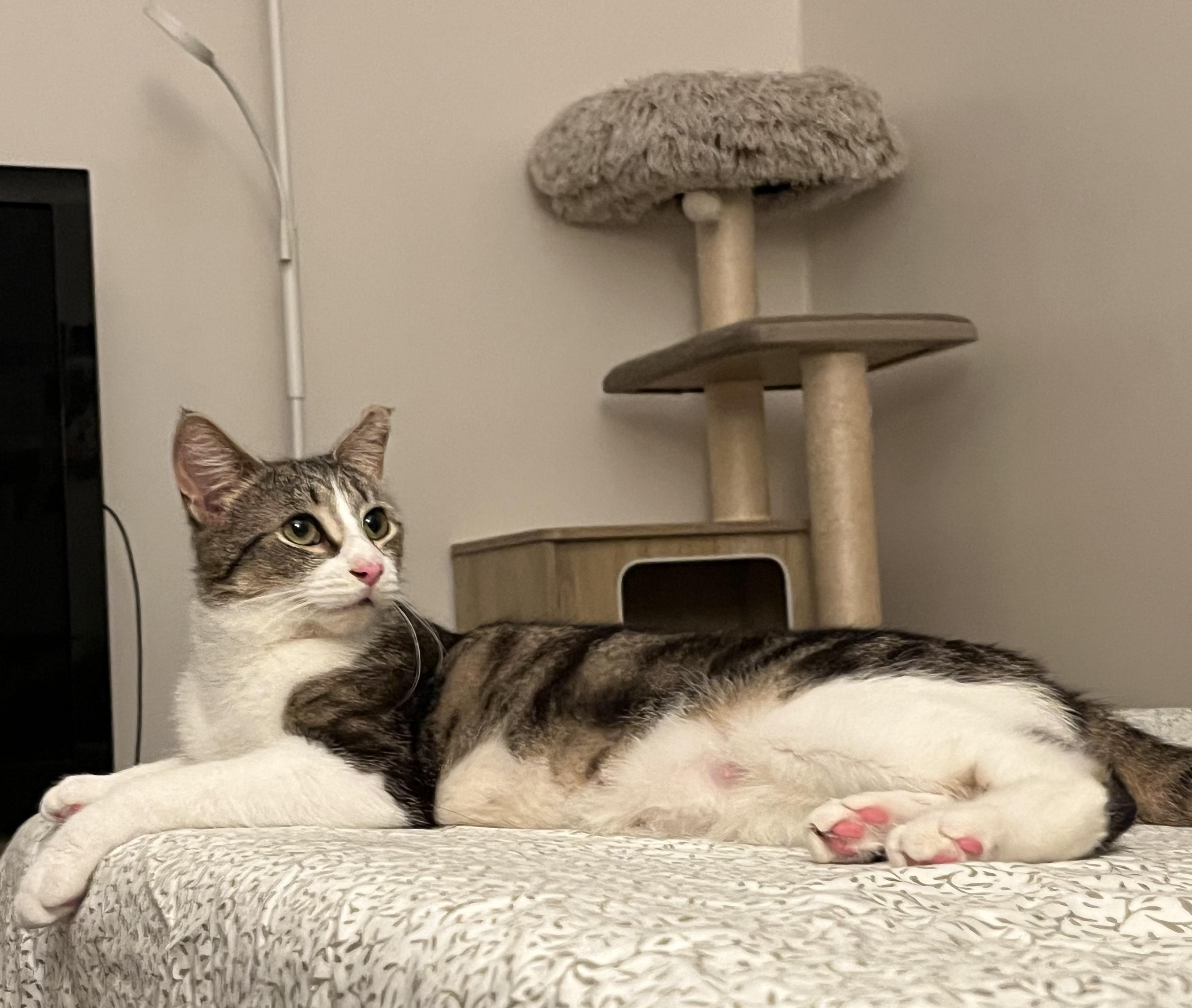 Biscuit, a Adoptable Domestic Short Hair in Rochester, NY image 1/4