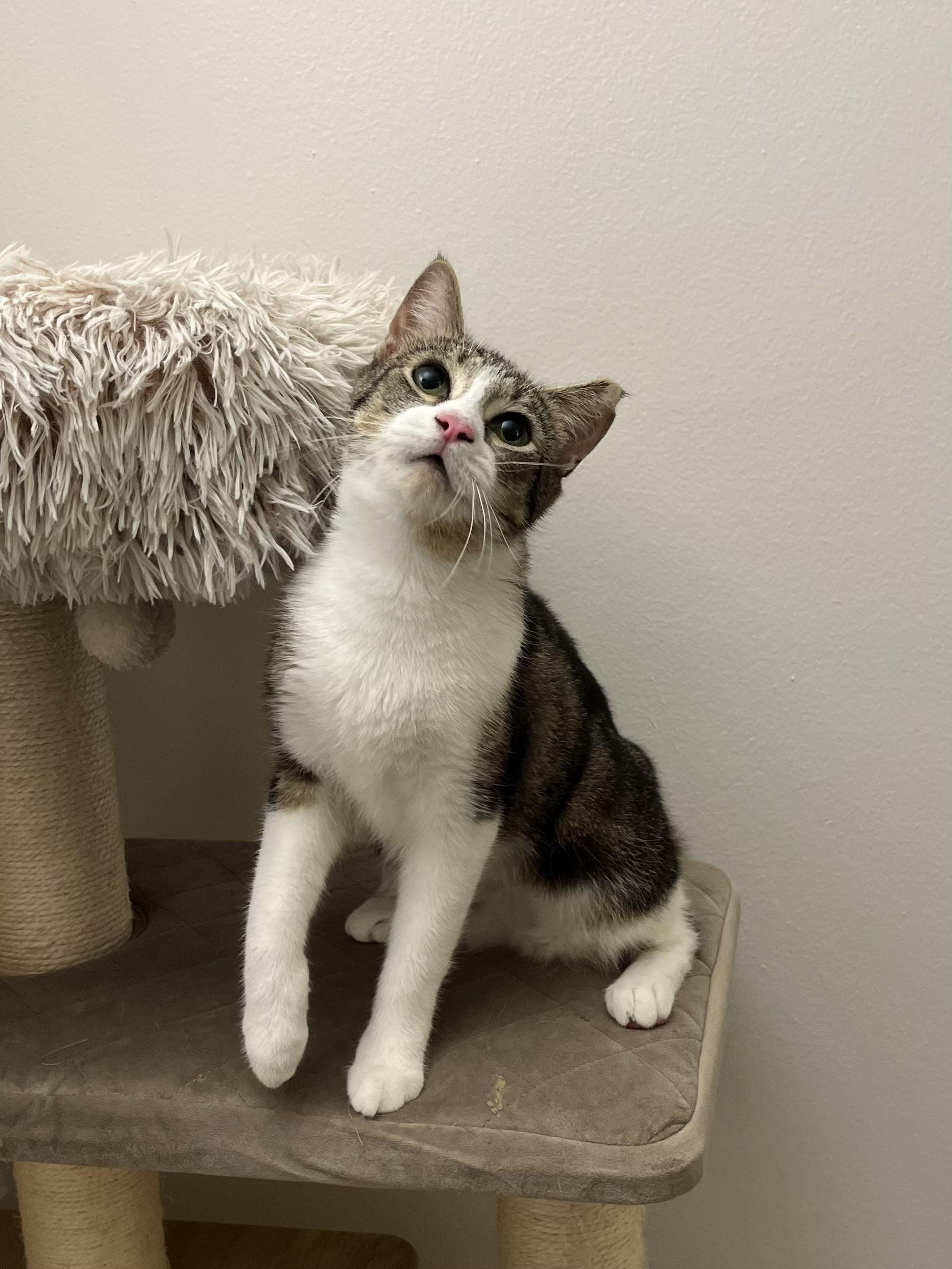 Biscuit, a Adoptable Domestic Short Hair in Rochester, NY image 2/4