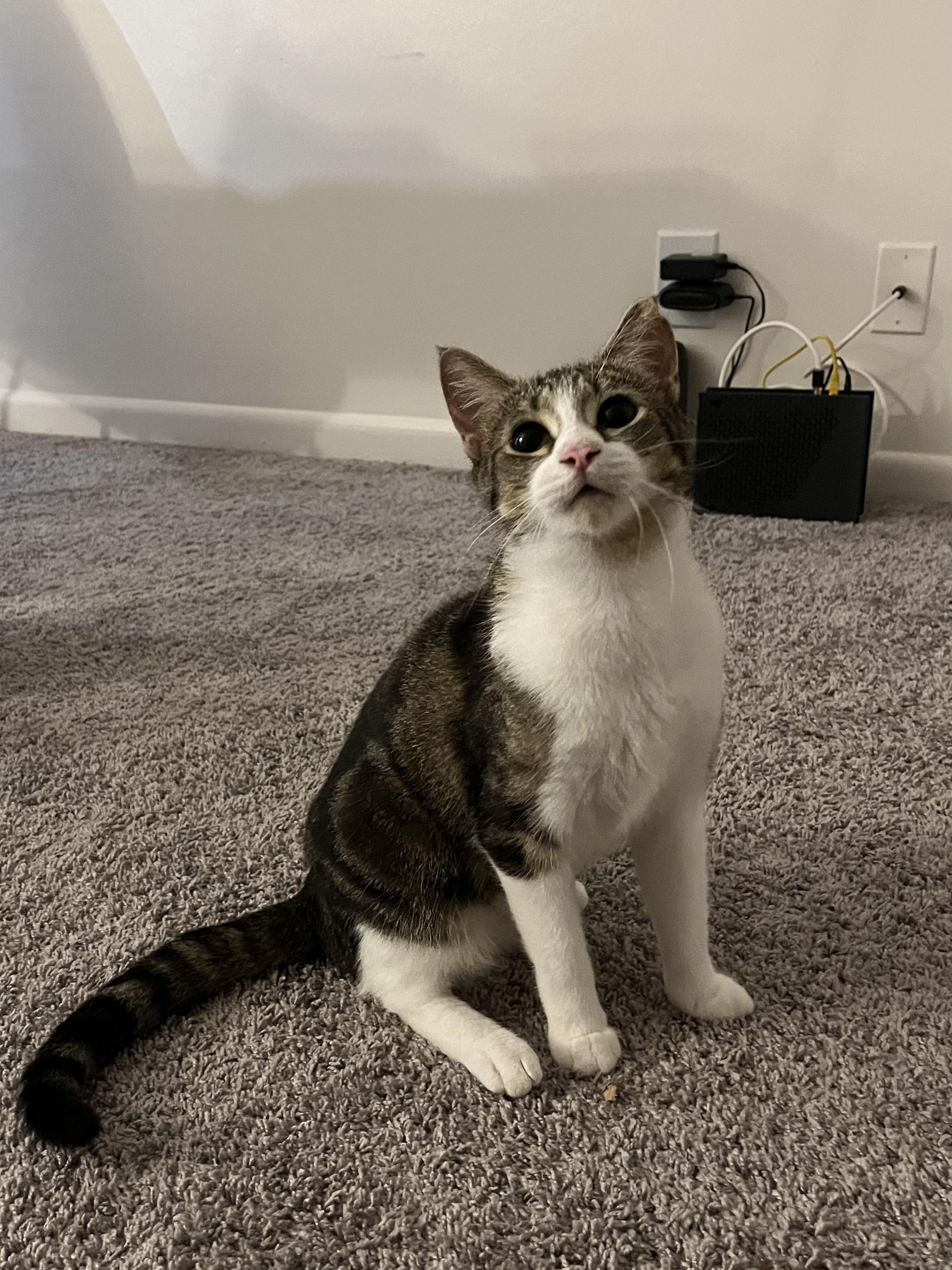 Biscuit, a Adoptable Domestic Short Hair in Rochester, NY image 3/4