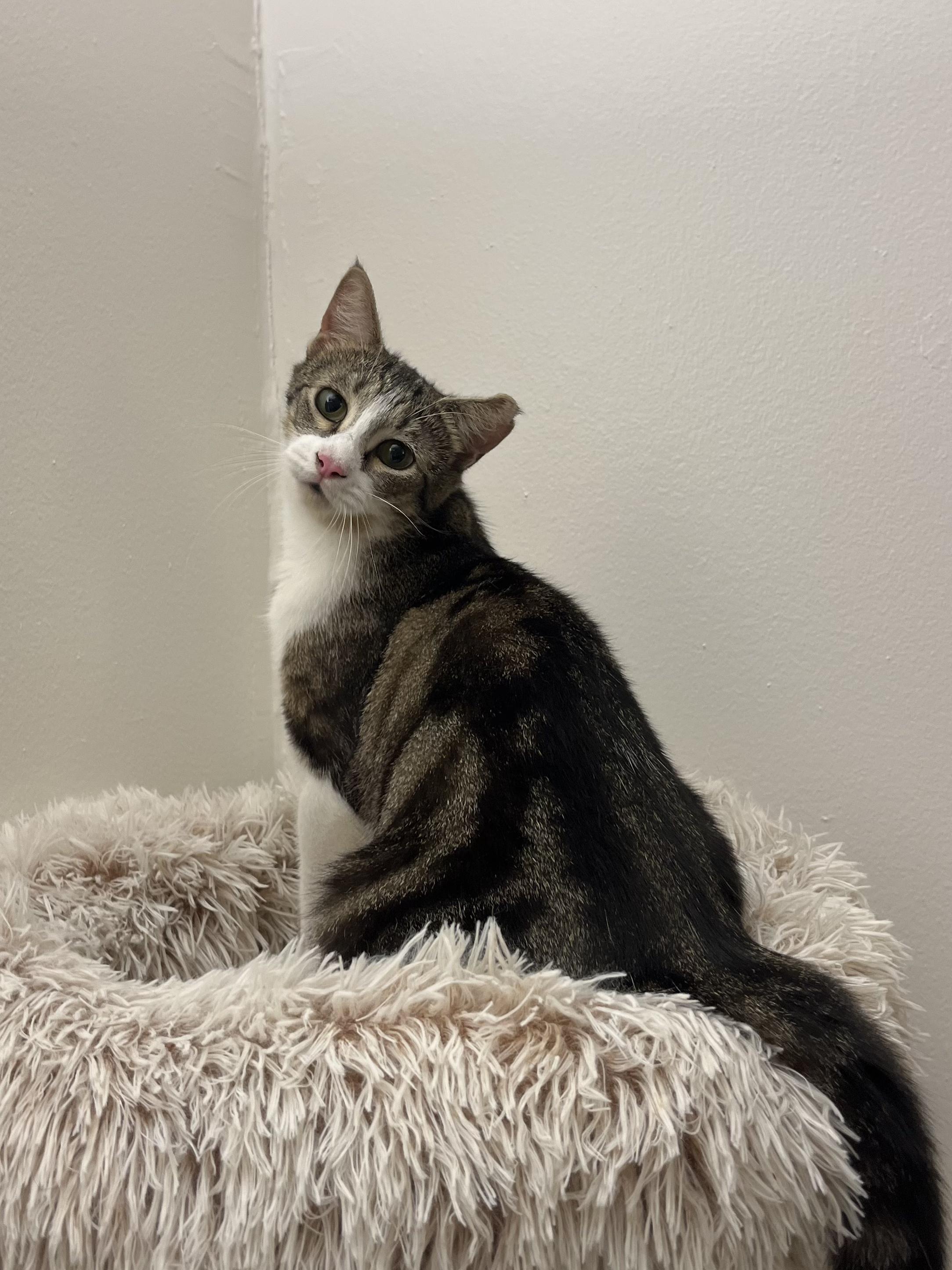 Biscuit, a Adoptable Domestic Short Hair in Rochester, NY image 4/4