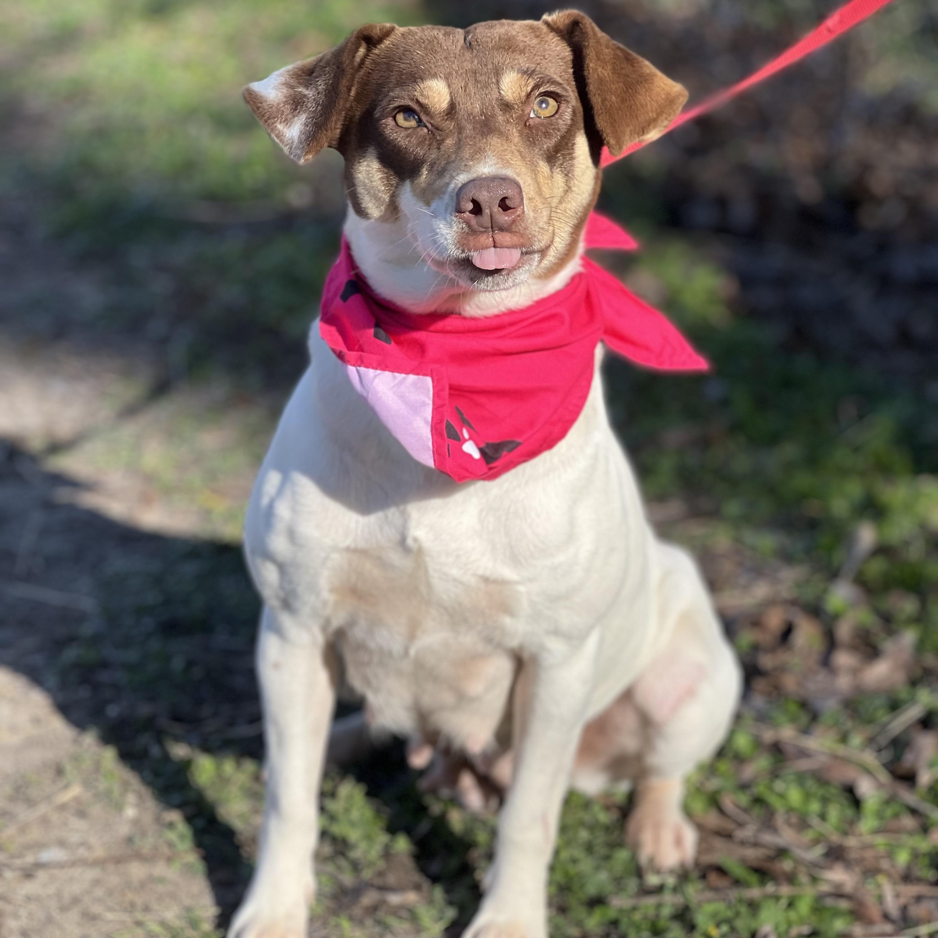 Enlarge Cherry, an adopted mixed breed in Madisonville, TX image 2/5
