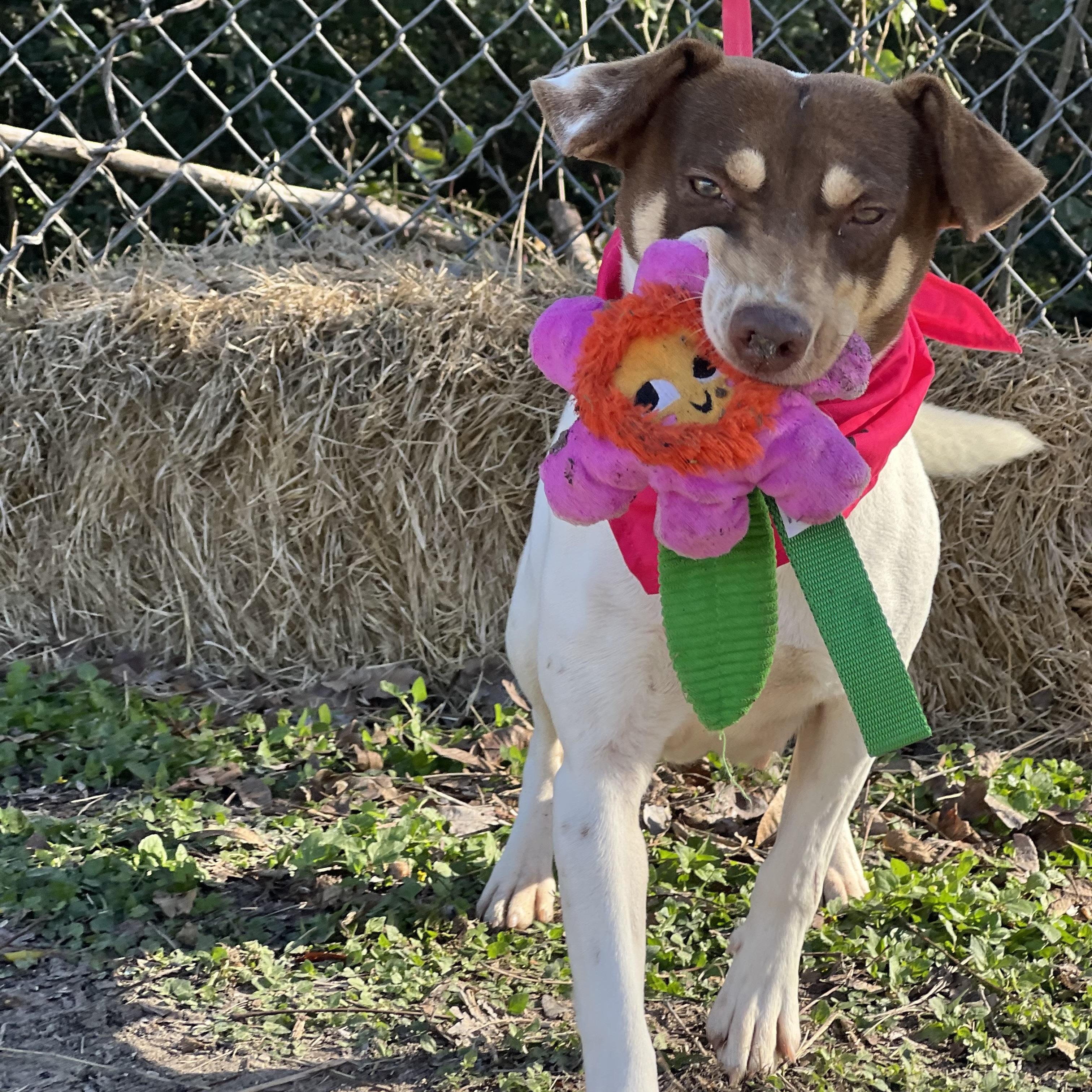 Enlarge Cherry, an adopted mixed breed in Madisonville, TX image 3/5