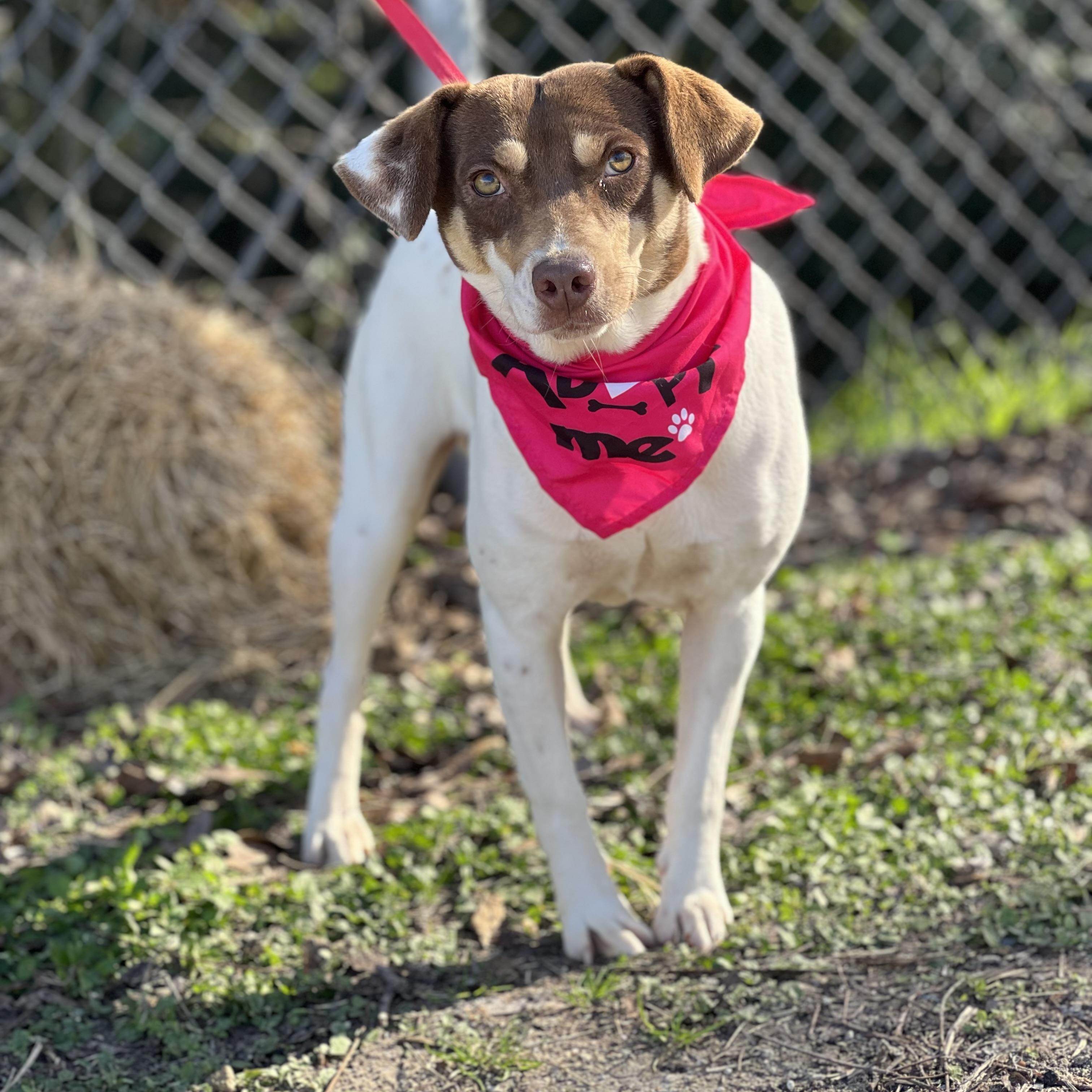 Enlarge Cherry, an adopted mixed breed in Madisonville, TX image 4/5
