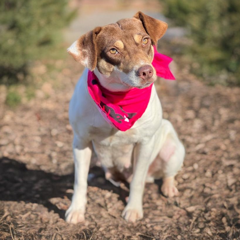 Enlarge Cherry, an adopted mixed breed in Madisonville, TX image 1/5