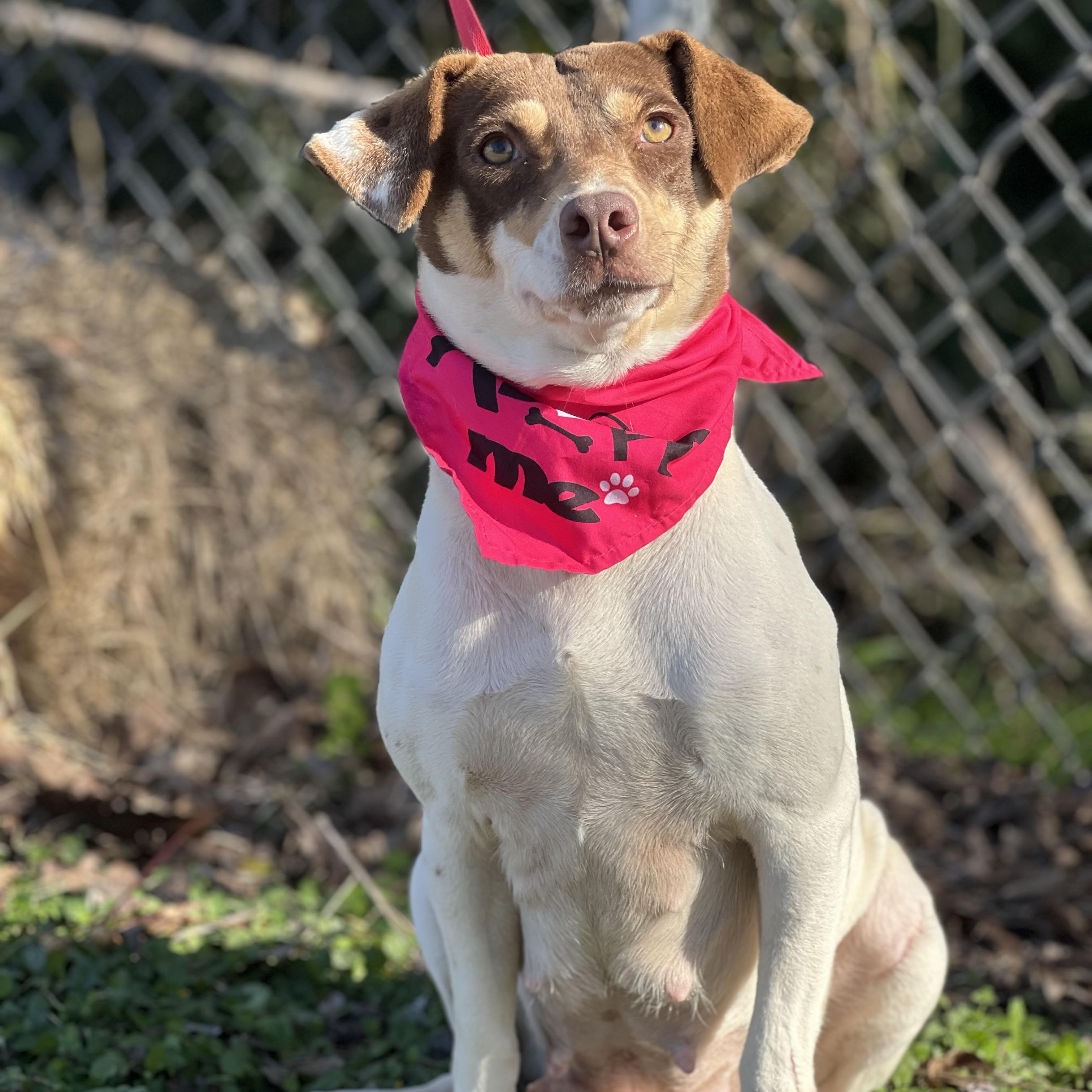 Enlarge Cherry, an adopted mixed breed in Madisonville, TX image 5/5
