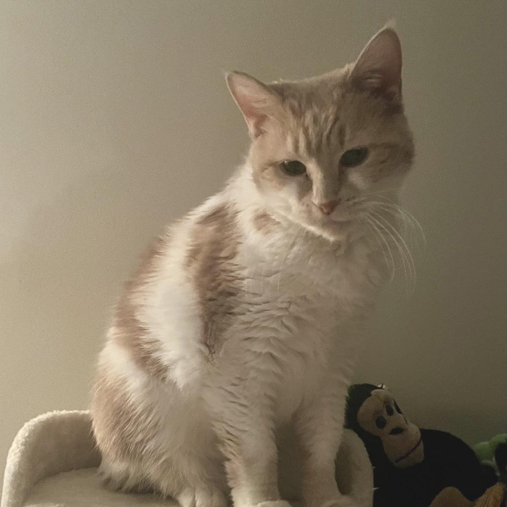 Enlarge Egg, a Adoptable mixed breed in Indianapolis, IN image 1/3