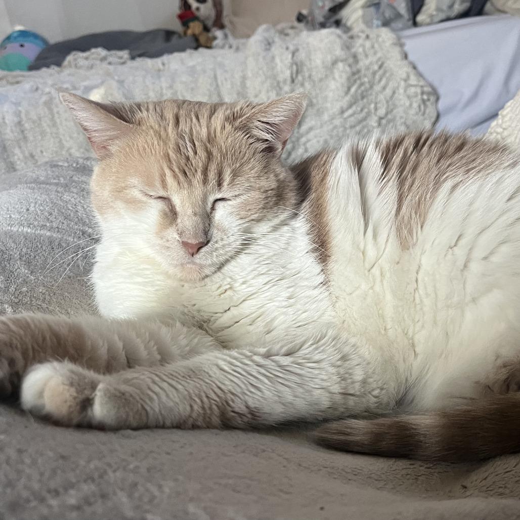 Enlarge Egg, a Adoptable mixed breed in Indianapolis, IN image 2/3