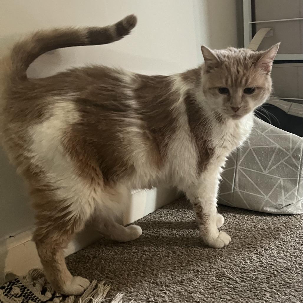 Enlarge Egg, a Adoptable mixed breed in Indianapolis, IN image 2/3