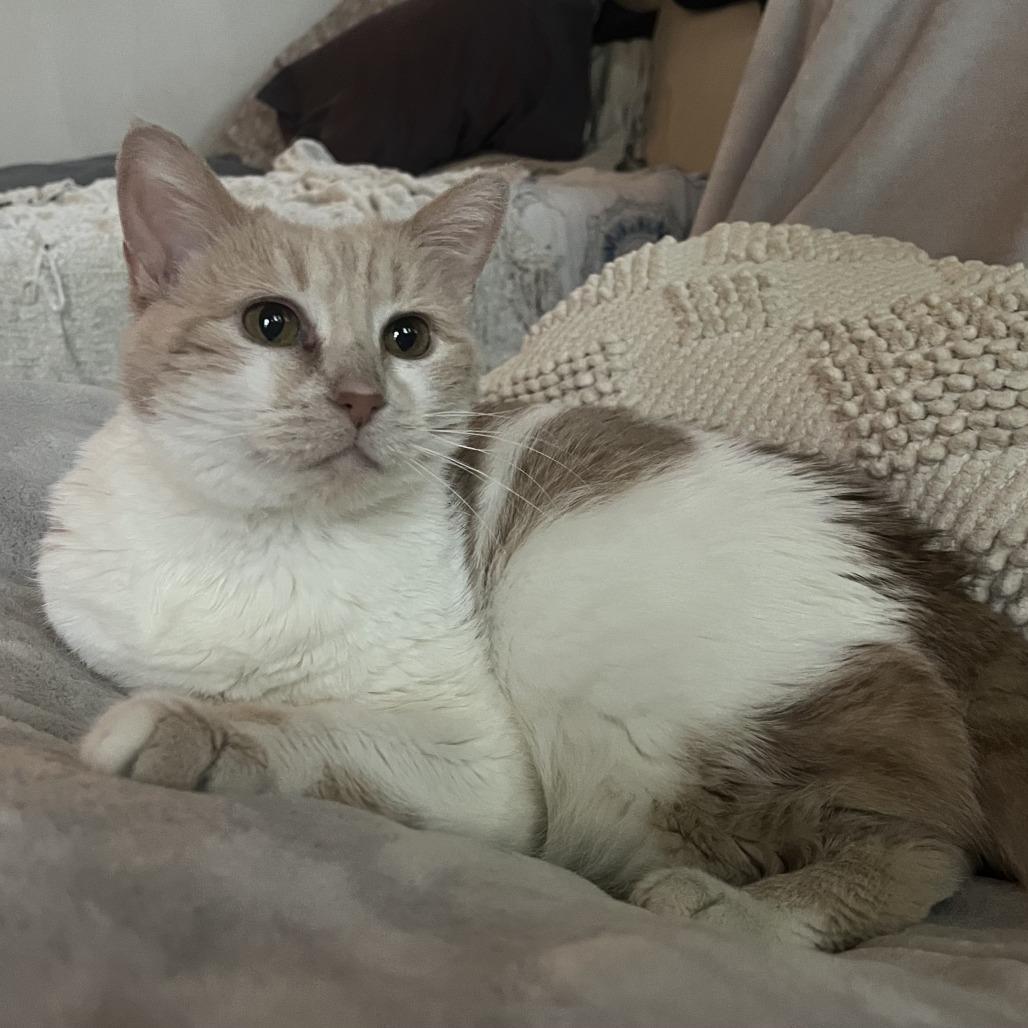 Enlarge Egg, a Adoptable mixed breed in Indianapolis, IN image 3/4