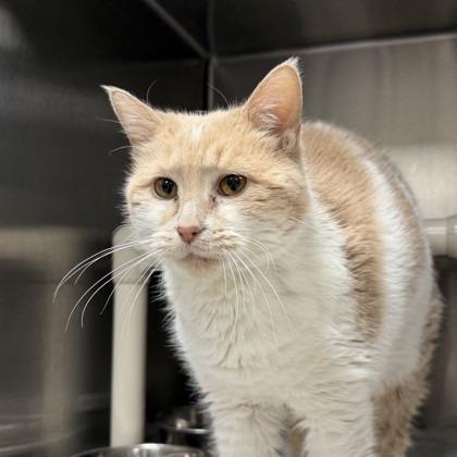 Enlarge Egg, a Adoptable mixed breed in Indianapolis, IN image 3/3