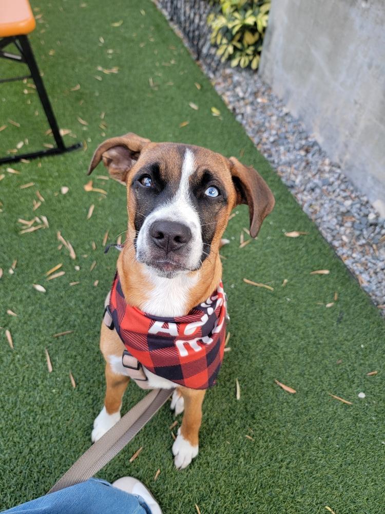 Enlarge Baxter, a Adoptable mixed breed in St. Petersburg, FL image 1/6