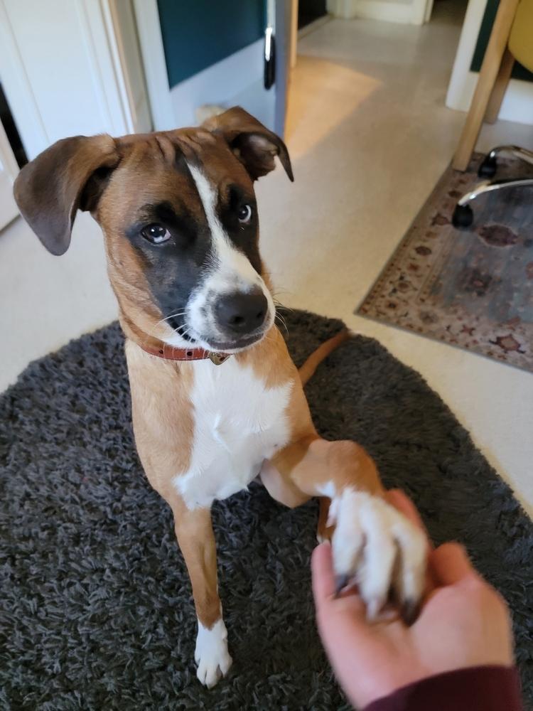 Enlarge Baxter, a Adoptable mixed breed in St. Petersburg, FL image 2/6