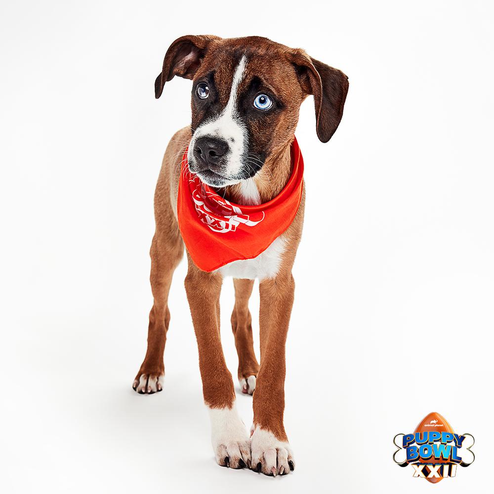 Enlarge Baxter, a Adoptable mixed breed in St. Petersburg, FL image 3/6