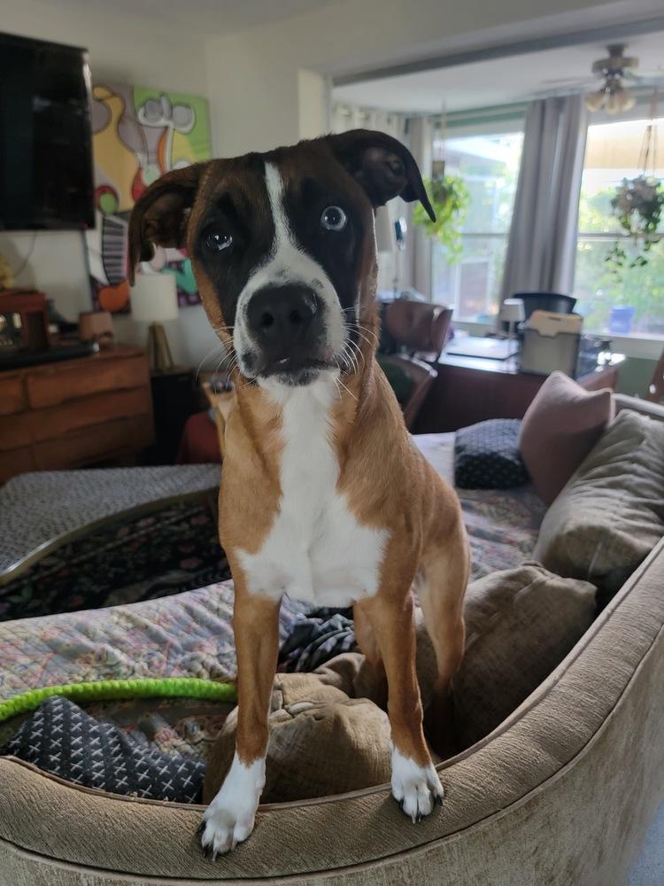 Enlarge Baxter, a Adoptable mixed breed in St. Petersburg, FL image 4/6