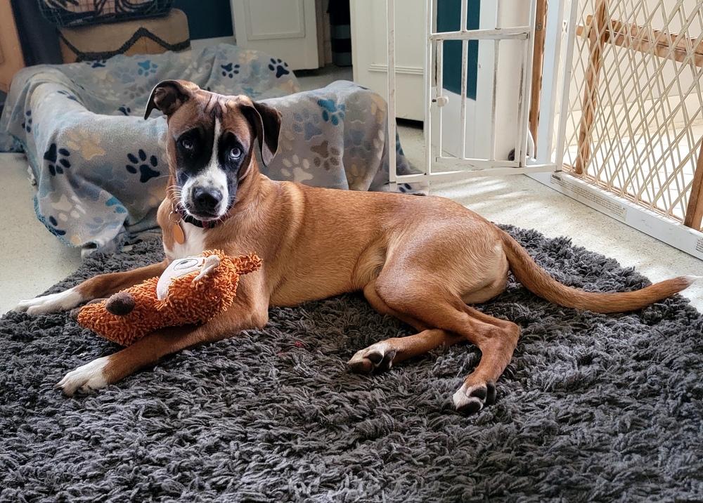 Enlarge Baxter, a Adoptable mixed breed in St. Petersburg, FL image 5/6