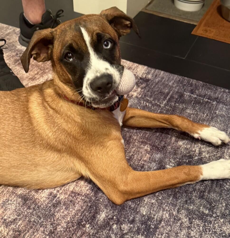 Enlarge Baxter, a Adoptable mixed breed in St. Petersburg, FL image 6/6