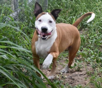 Dunkan, ADOPTABLE, Adult Male American Staffordshire Terrier & Pit Bull Terrier.