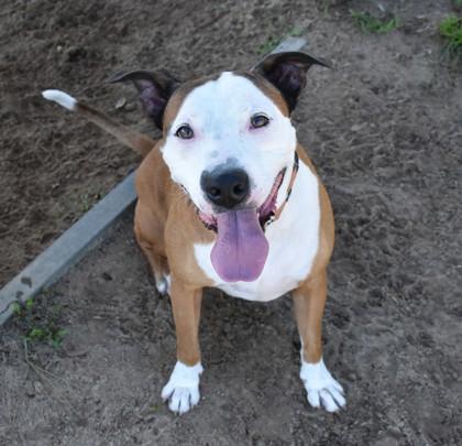 Dunkan, a ADOPTABLE mixed breed in Inverness, FL image 4/4