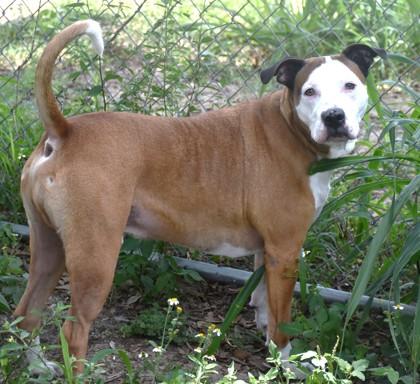 Dunkan, a ADOPTABLE mixed breed in Inverness, FL image 3/4