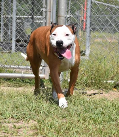 Dunkan, a ADOPTABLE mixed breed in Inverness, FL image 2/4