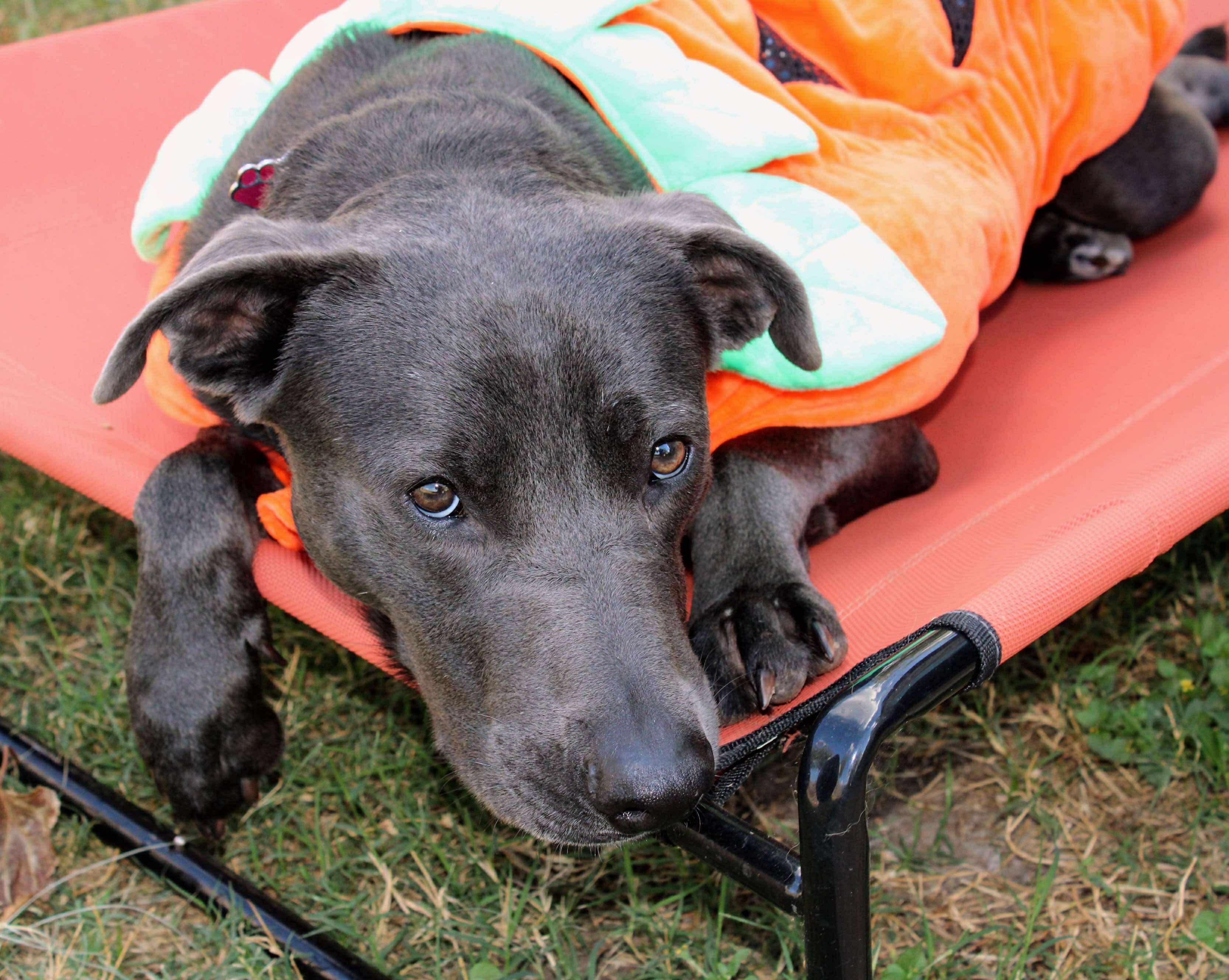 Rocky, a Adoptable mixed breed in Fort Worth, TX image 2/6