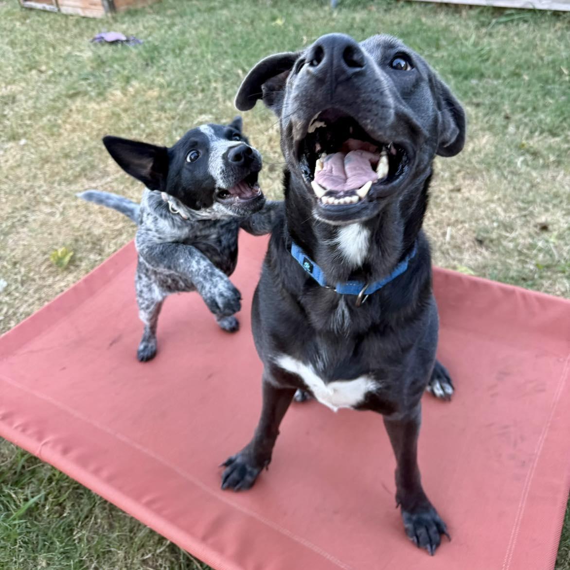 Rocky, a Adoptable mixed breed in Fort Worth, TX image 3/6