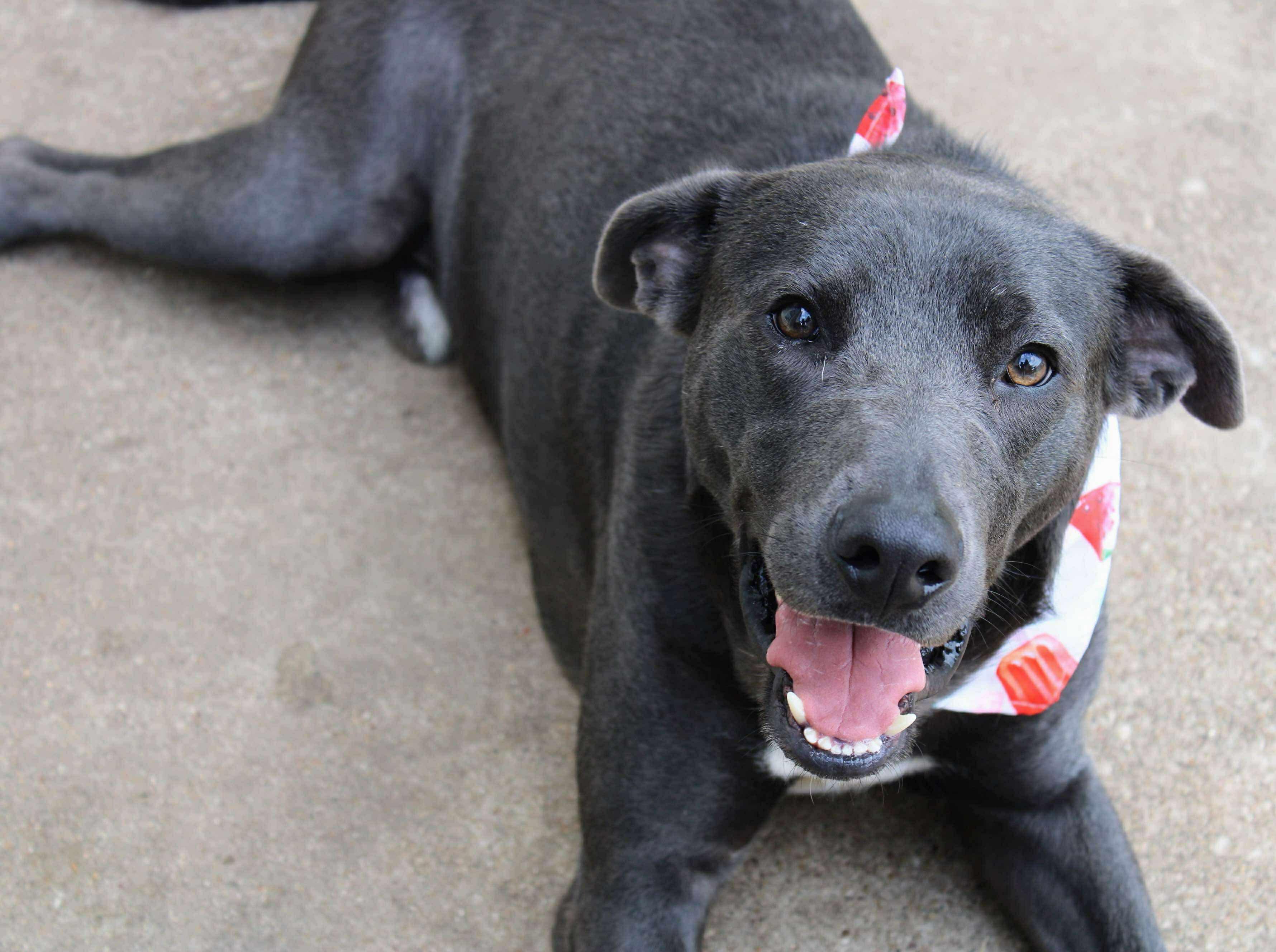 Rocky, a Adoptable mixed breed in Fort Worth, TX image 4/6