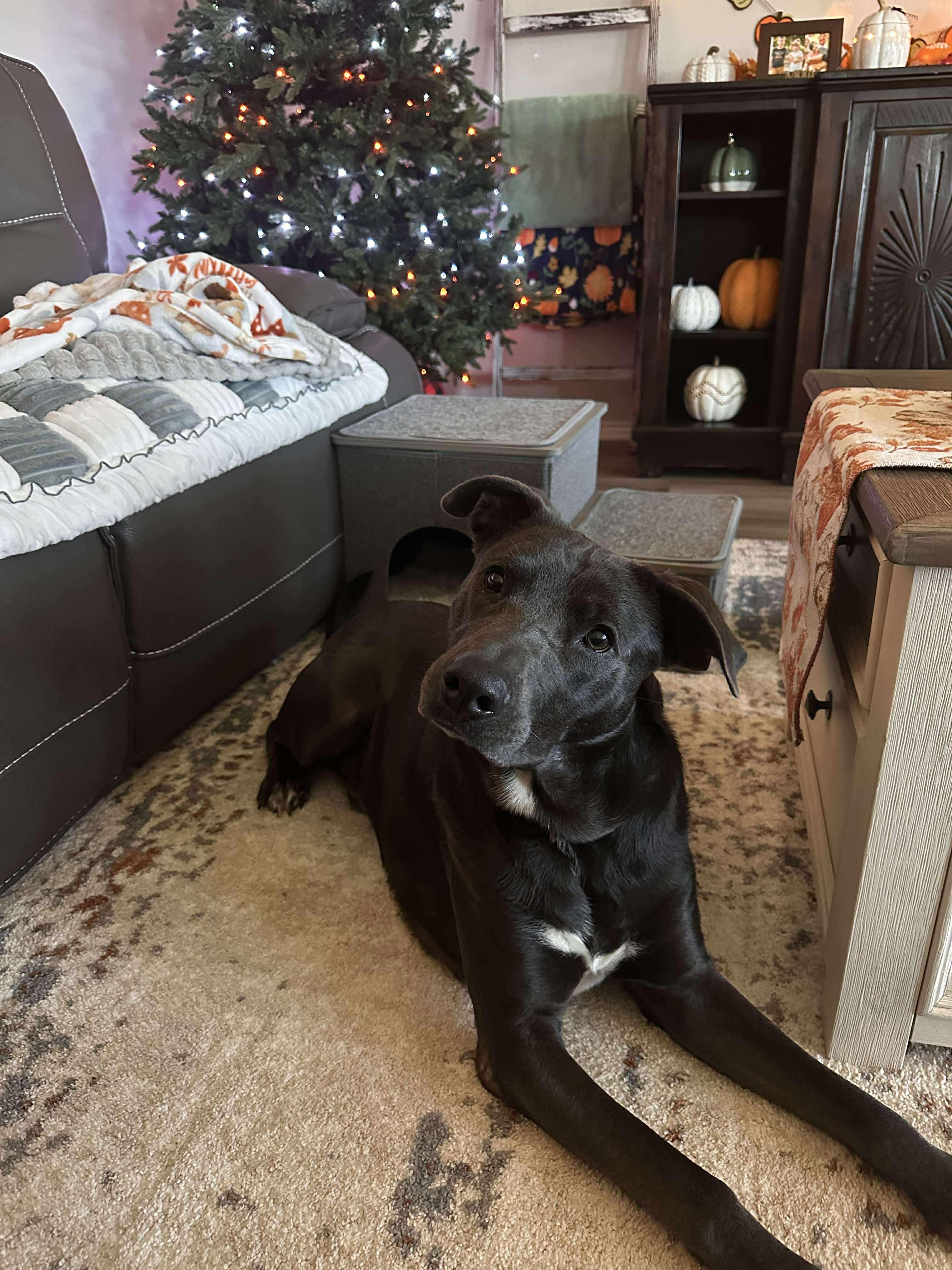 Rocky, a Adoptable mixed breed in Fort Worth, TX image 5/6