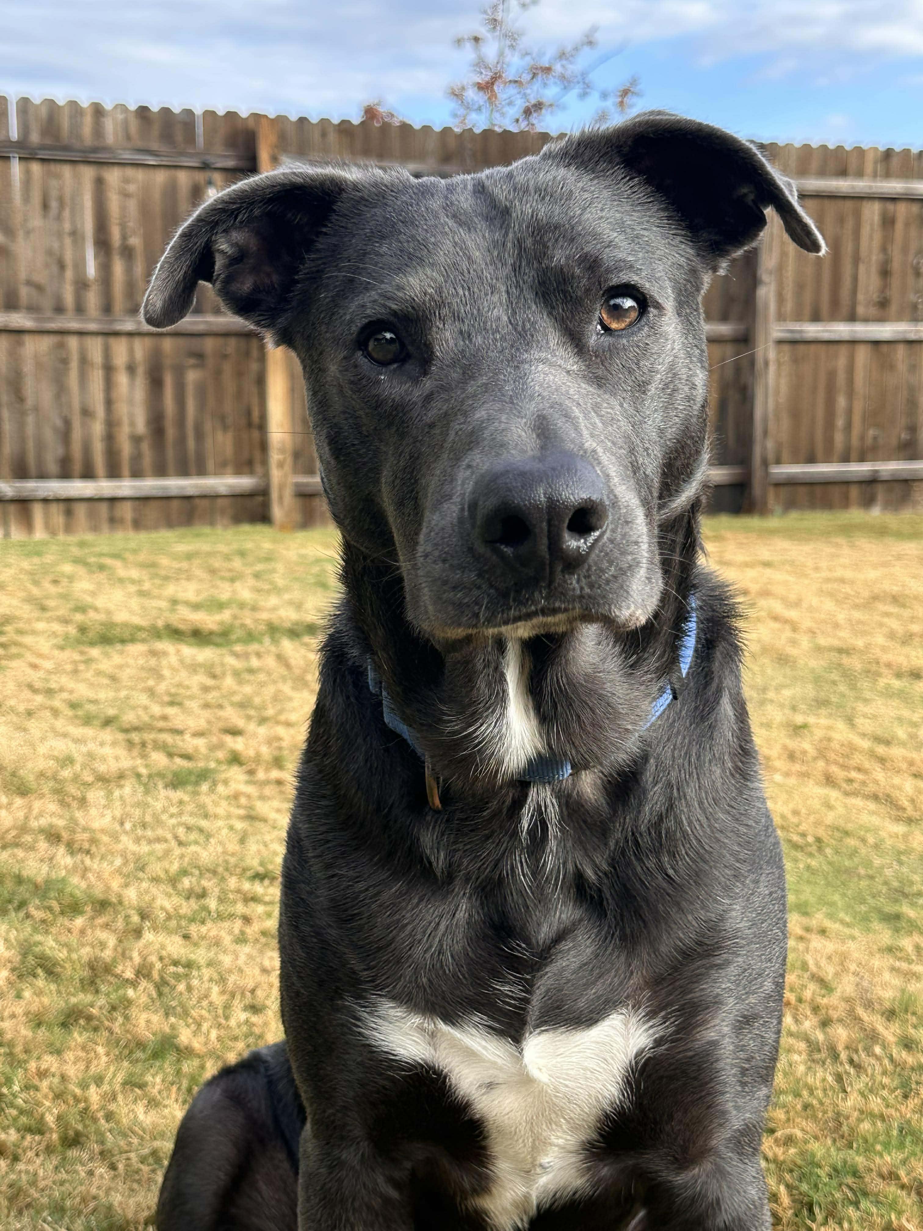 Rocky, Adoptable, Adult Male Retriever & Pit Bull Terrier.