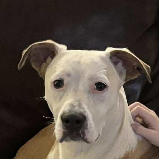 Arwen (20250519-06), Adoptable, Young Female Boxer & Collie.