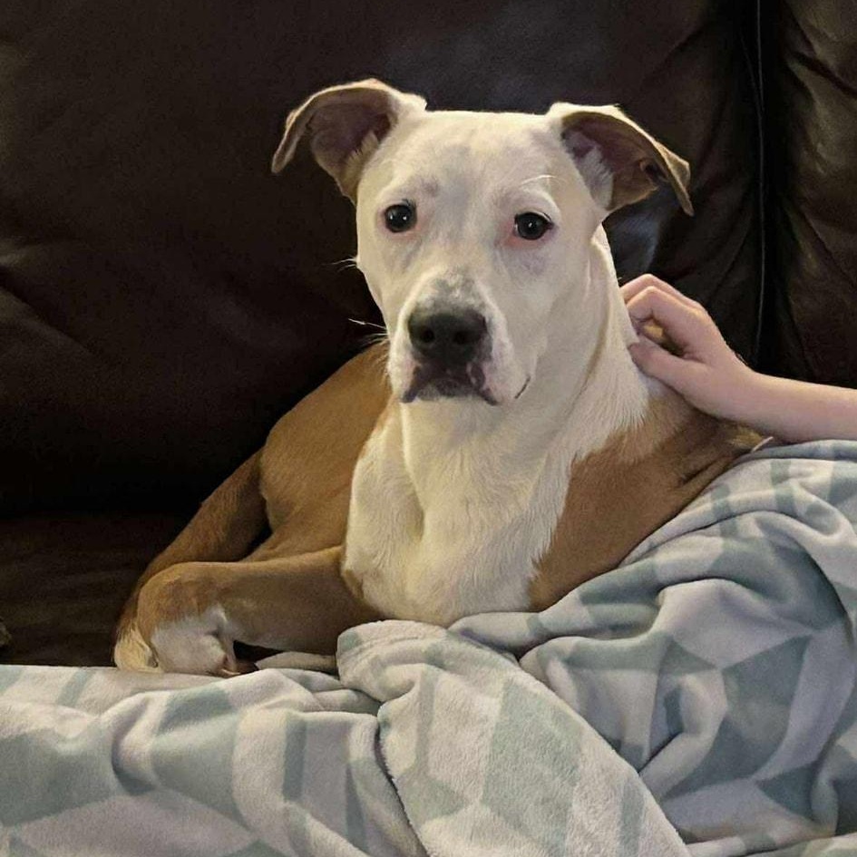 Enlarge Arwen (20250519-06), a Adoptable mixed breed in Fenwick, ON image 2/6