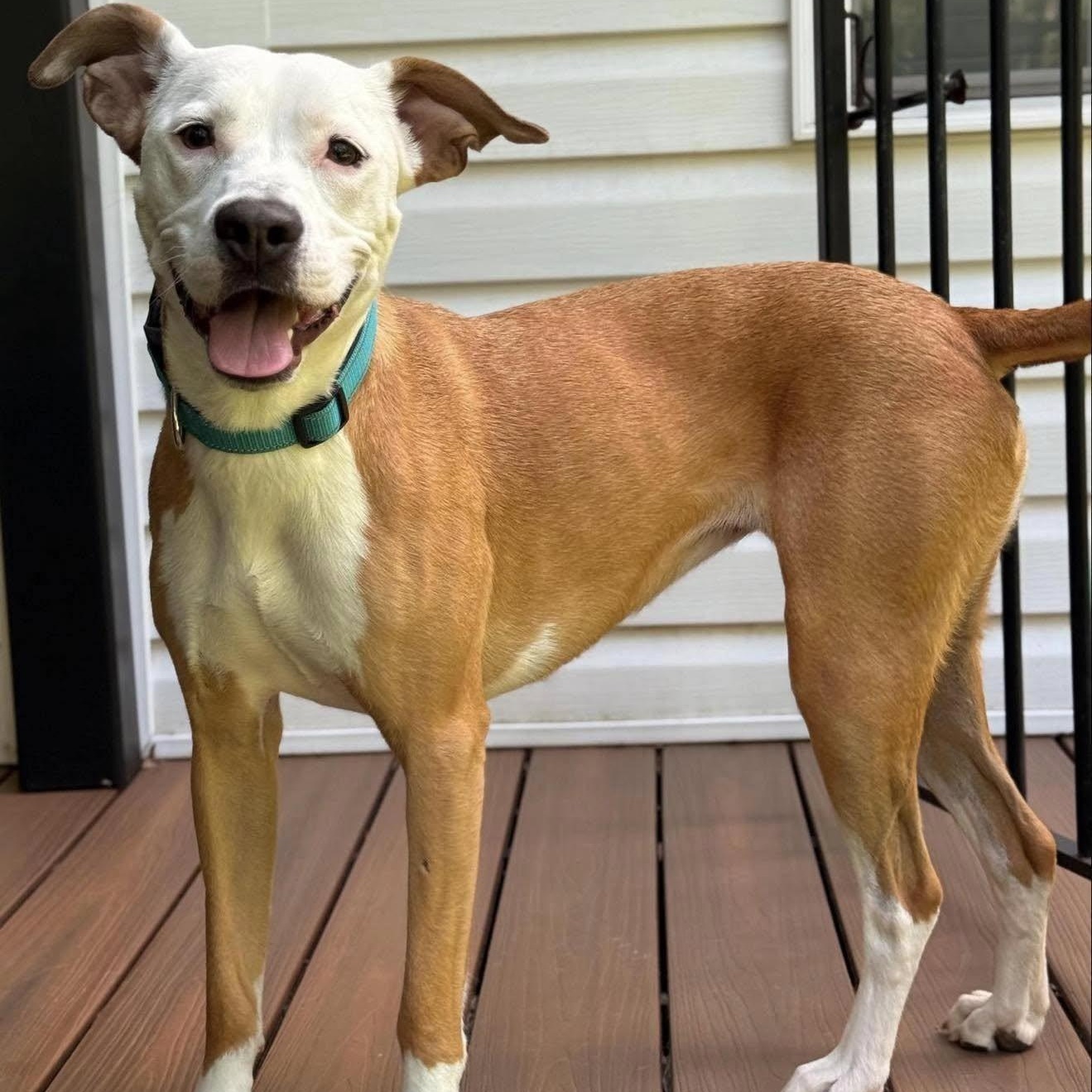 Enlarge Arwen (20250519-06), a Adoptable mixed breed in Fenwick, ON image 4/6