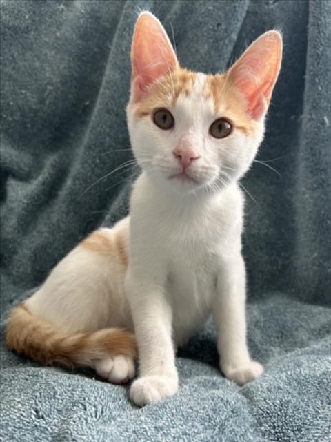 KUKLA, Adoptable, Young Male Domestic Short Hair.