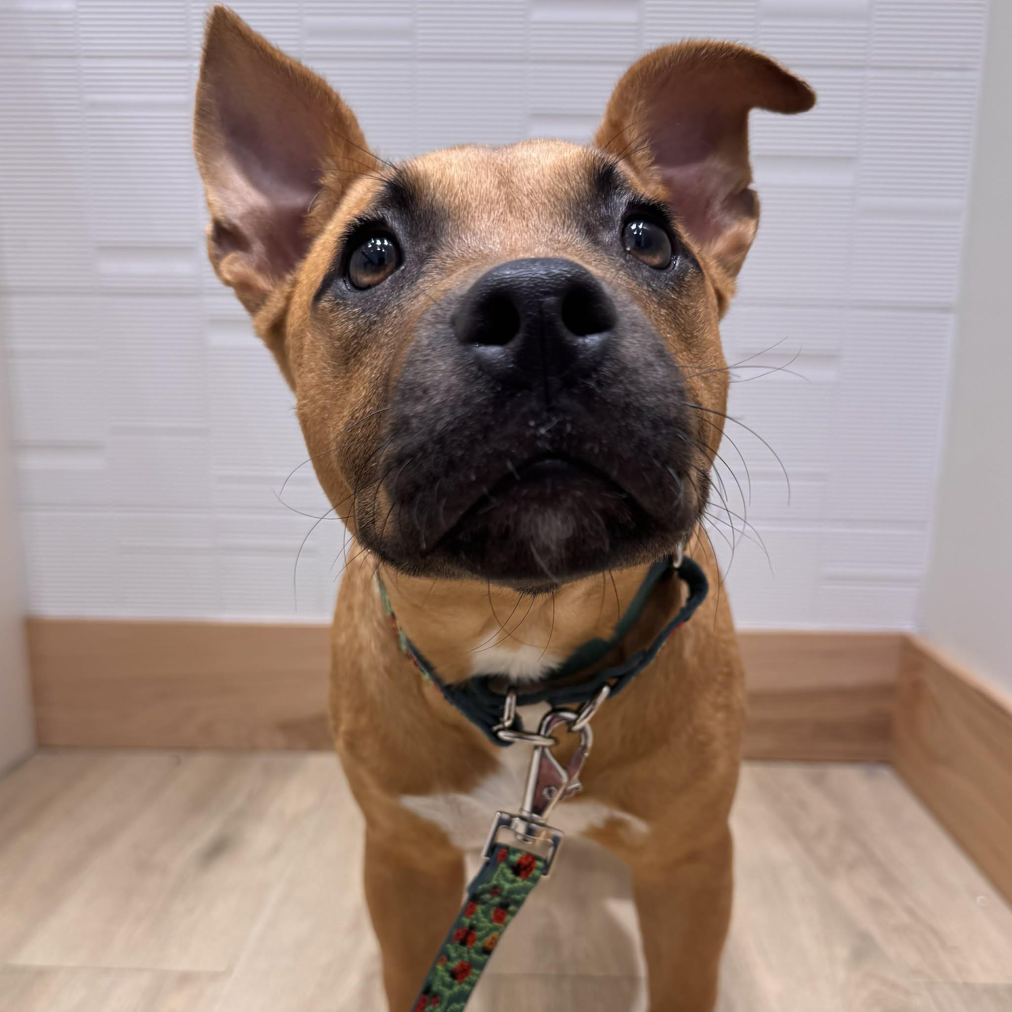 Xena, ADOPTABLE, Puppy Female Staffordshire Bull Terrier & American Staffordshire Terrier.