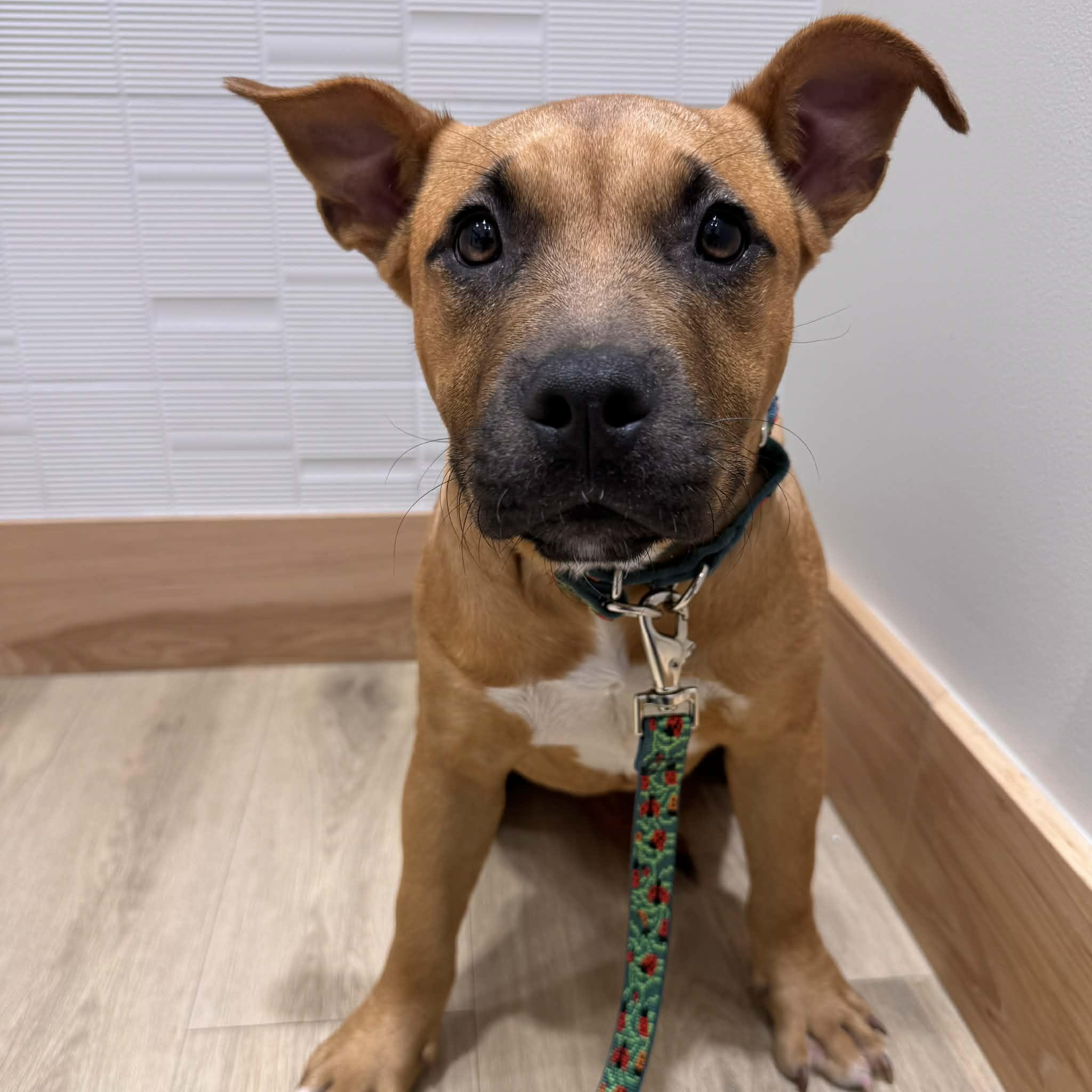 Enlarge Xena, a ADOPTABLE mixed breed in Houston, TX image 2/4