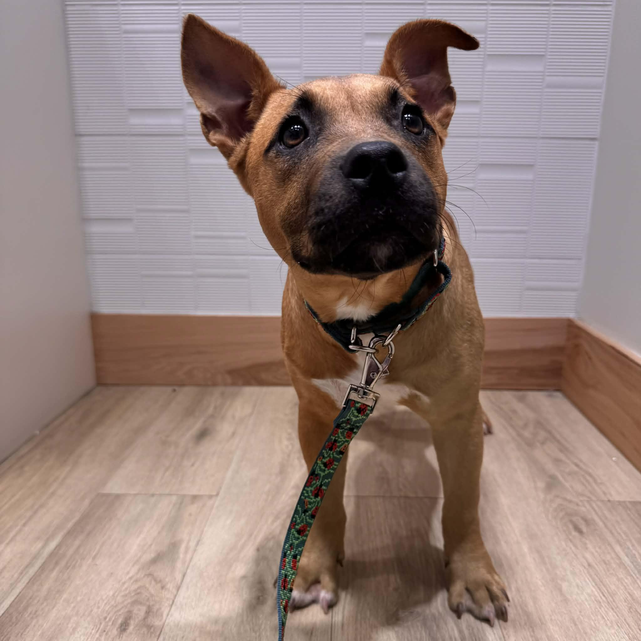 Enlarge Xena, a ADOPTABLE mixed breed in Houston, TX image 4/4