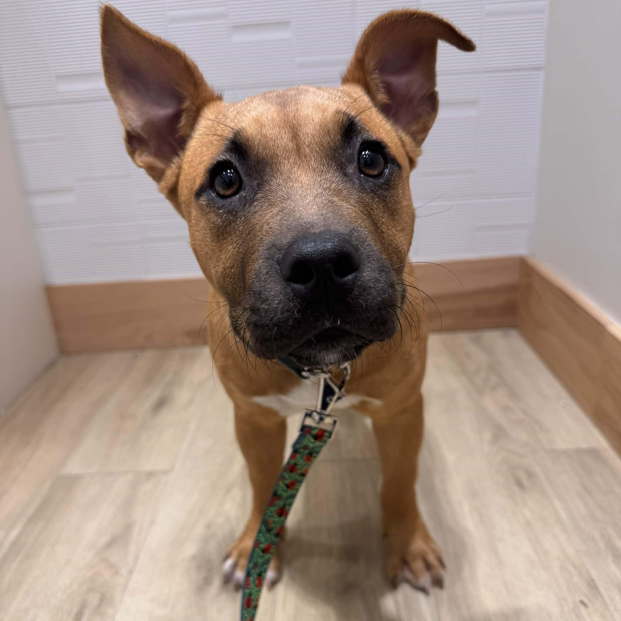 Enlarge Xena, a ADOPTABLE mixed breed in Houston, TX image 3/4
