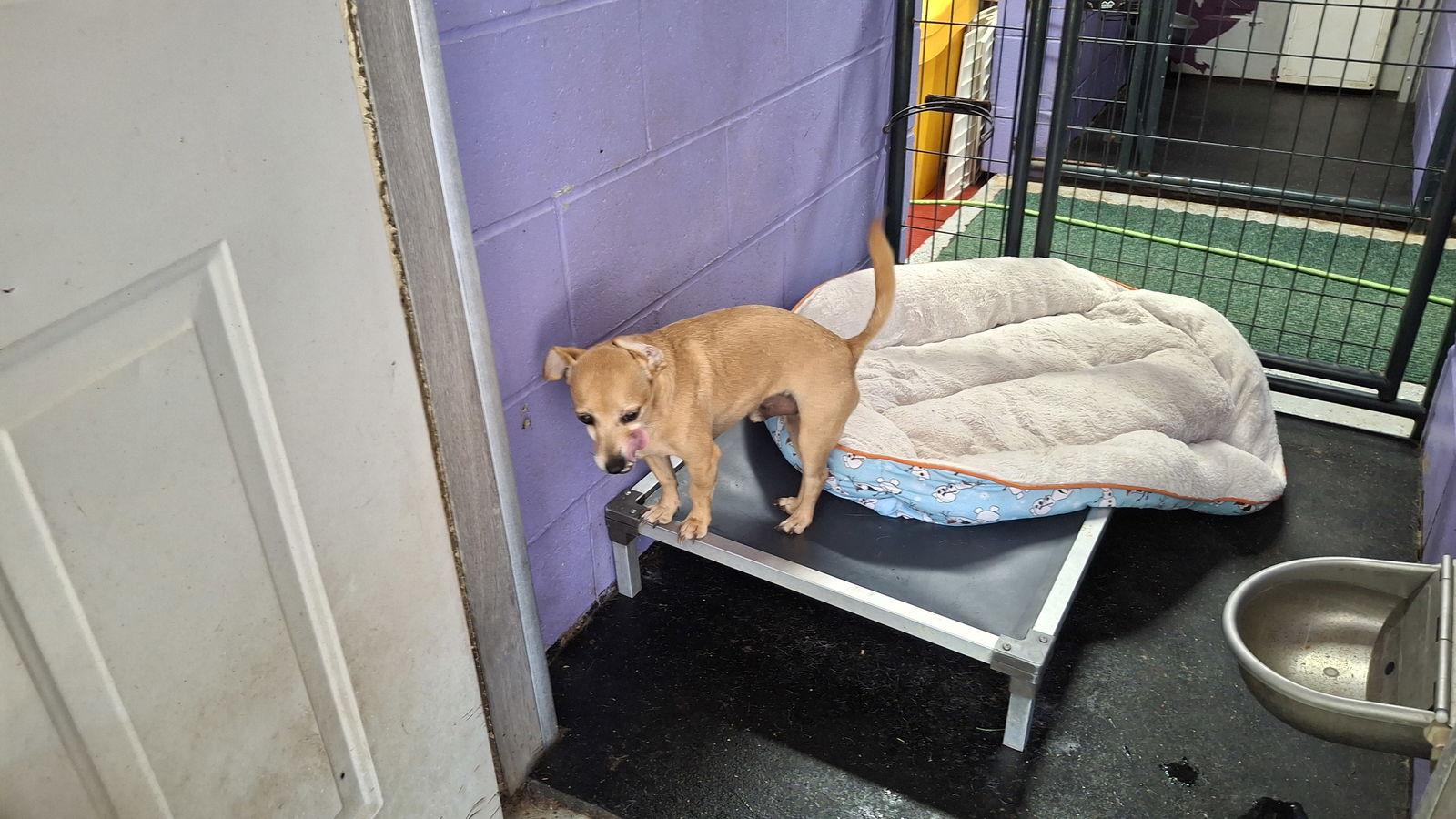 TURKEY, Adopted, Adult Male Chihuahua.