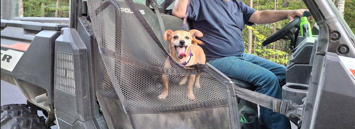 TURKEY, Adopted, Adult Male Chihuahua.