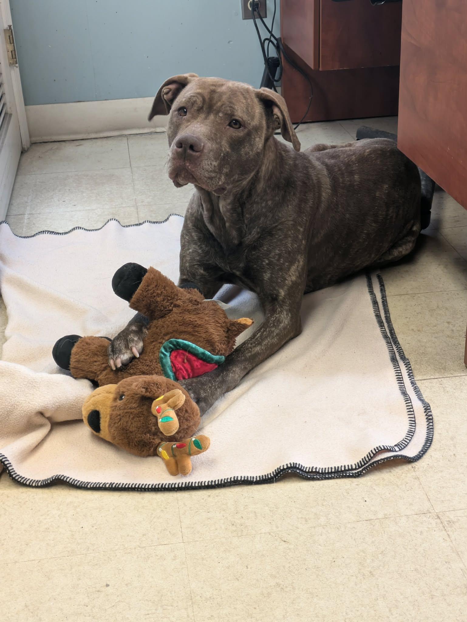 Enlarge Rumi, an adopted mixed breed in Brockton, MA image 3/4