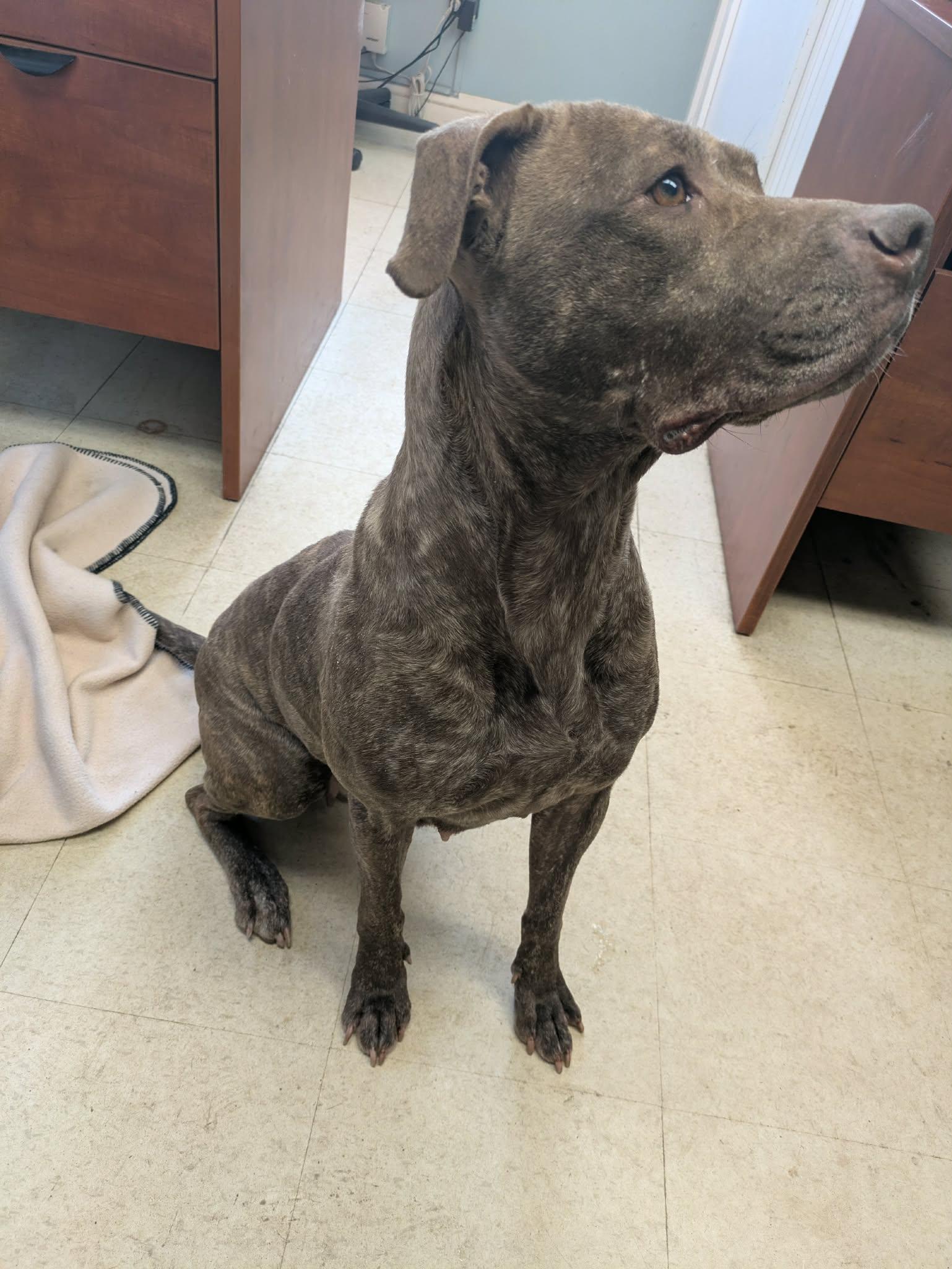 Enlarge Rumi, an adopted mixed breed in Brockton, MA image 1/4