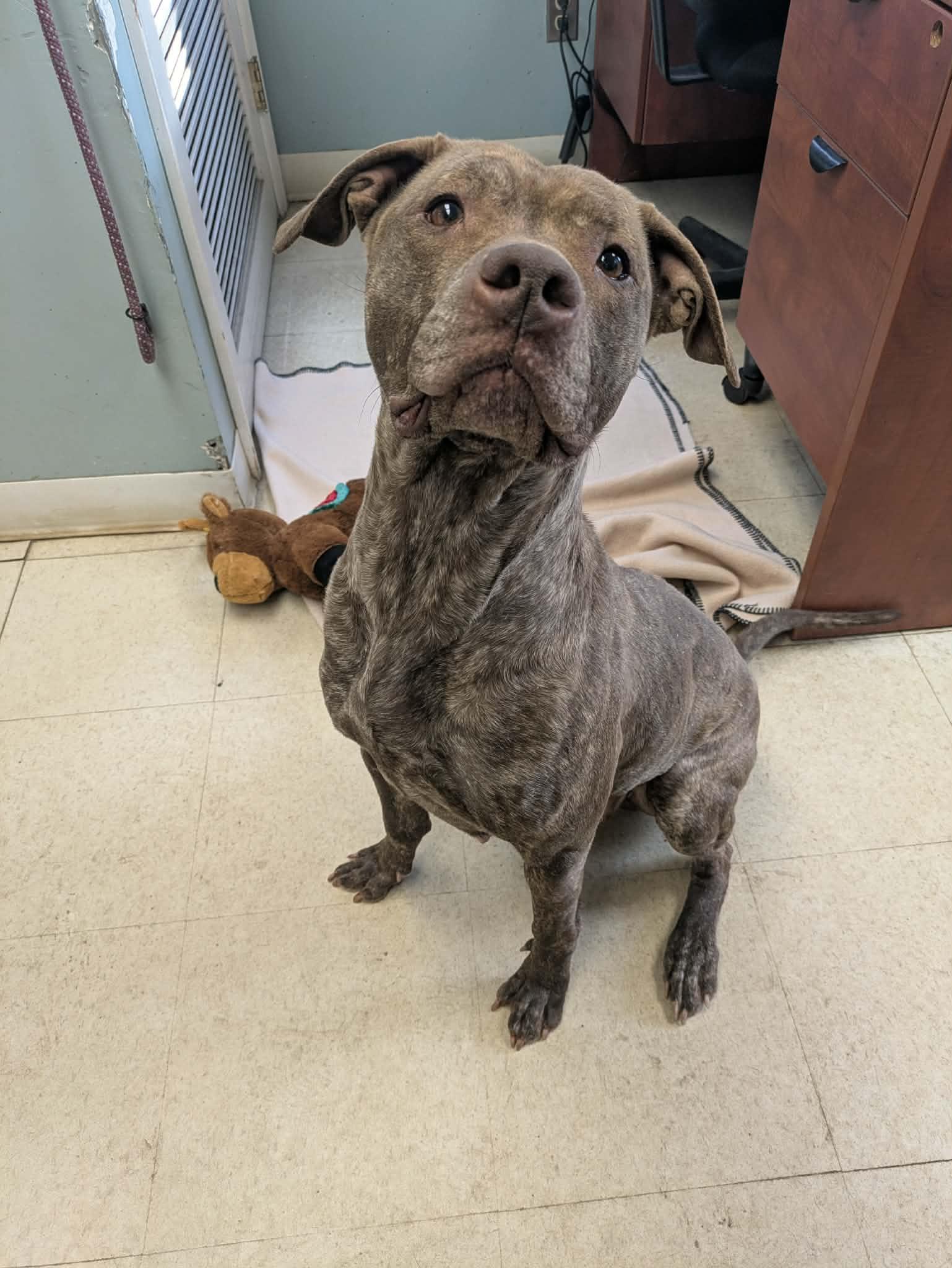 Enlarge Rumi, an adopted mixed breed in Brockton, MA image 2/4